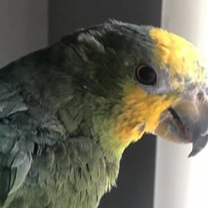 Meet your Posher, Jesus e.